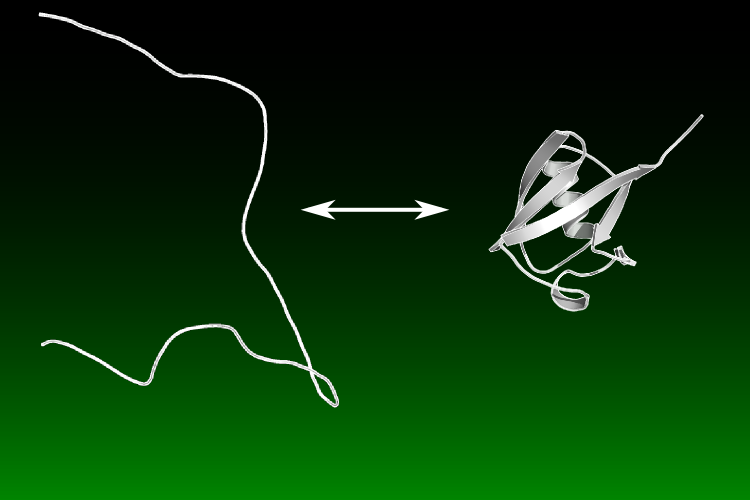 Protein Folding